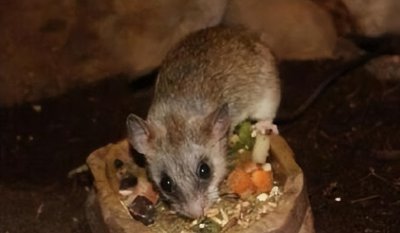 ​怎么避免老鼠上你床上 怎么避免老鼠上你床上，家中有老鼠的几个迹象