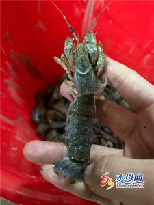 ​烟台海滩上来一批怪虾 绵延上百米（图）