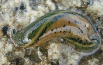 ​十大恐怖动物（世界上10种恐怖的动物，哪一种会让你心跳加速）