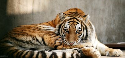 ​老虎怎么画霸气又简单？简单4步，大家都知道