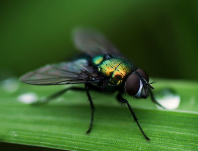 ​四害指的是什么意思（除四害中的四害是指哪四种?）