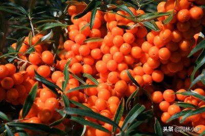 ​沙棘果怎么食用最好？