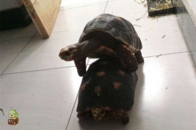 ​乌龟怎么辨别公母? 看懂了你就懂了