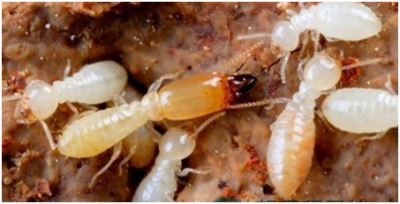 ​白蚁的防治方法有哪些（白蚁防治最佳方法）