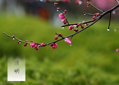 ​描写清明节的句子佳句（20个关于清明节的小句子）