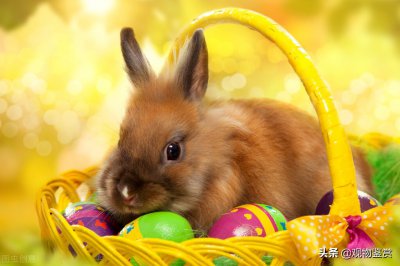 ​养兔子时，如何给兔子做兔窝？兔窝怎么做简单又方便