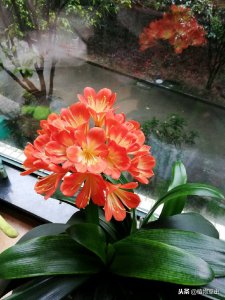 ​君子兰冬天叶子发黄是什么原因？