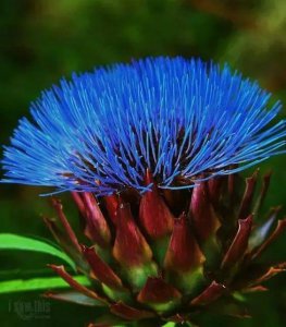 ​鲛鮹蓝色染初匀解释 鲛鮹蓝色染初匀表达了什么