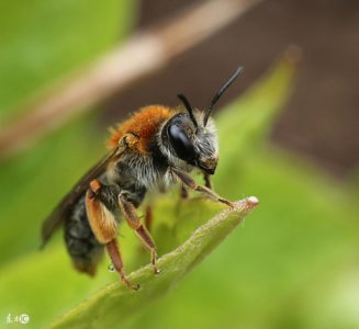 ​动物尾巴的作用(细数动物尾巴的20种作用)