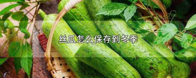 ​丝瓜怎么储藏到冬天 丝瓜怎样保存过冬呢