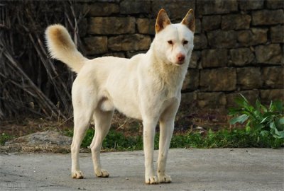 ​狗乳腺肿瘤吃什么药可以控制？