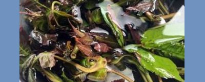 ​香椿怎样保鲜运输 香椿怎么保存运输