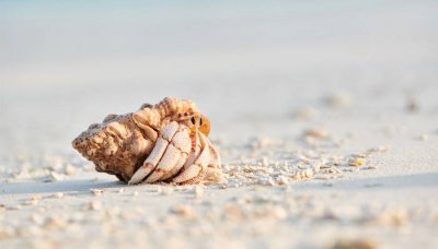 ​海边捡的寄居蟹可以养得活吗 寄居蟹吃什么食物