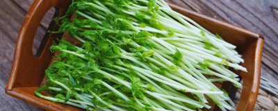 ​豌豆怎样才能发芽 怎么发豌豆芽视频