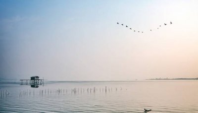 ​像大雁的候鸟有哪些 大雁是候鸟还有什么鸟是候鸟