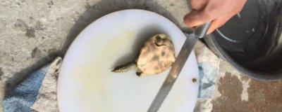 ​甲鱼怎么处理内脏 甲鱼怎样宰杀和处理