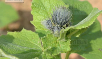 ​木香顺气丸功效与作用(每日一味抗癌中药——木香，香气逼人！功效理气调中、燥