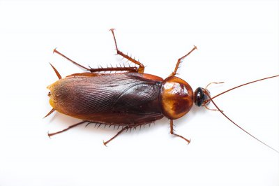 ​怎么彻底根除蟑螂 教你几个彻底消灭蟑螂的好办法