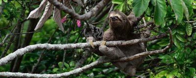 ​树懒是不是动作很慢 树懒的动作慢吗