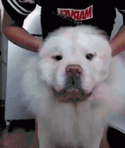 ​松狮犬（长相酷似大号玩具熊的皇家猎犬）