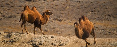​骆驼的家在哪里 骆驼住在哪里用英语怎么说
