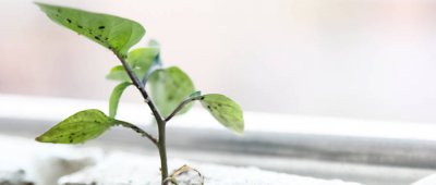 ​马云种树沙漠在哪里 马云的沙漠植树计划