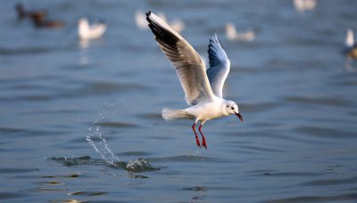 ​国家一级二级保护鸟类有哪些 一级保护鸟有哪些