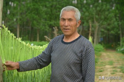 ​苔干怎么吃好吃又营养价值高 苔干怎么吃好吃又营养图片