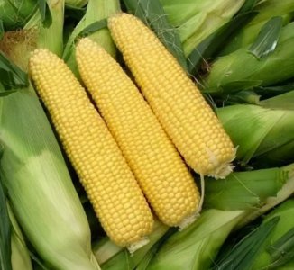 ​玉米放冰箱保鲜可以放多久（熟玉米冷冻能保存多久）