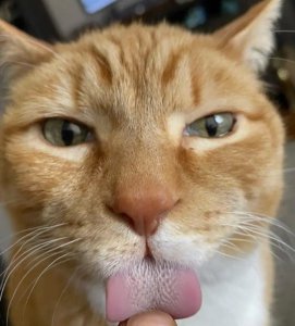 ​小猫舔人代表什么意思（怎么确定猫认主人了）