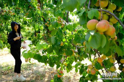 ​黄土地适合种植什么经济作物（黄土地适合种植什么经济作物古代人生）