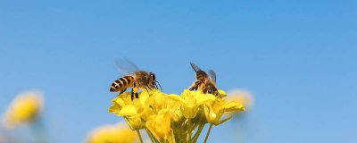 ​像蜜蜂一样品质的动物有哪些 像蜜蜂一样的动物有哪些