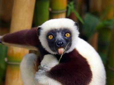 ​狐猴(狐猴英语)