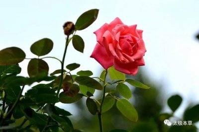 ​玫瑰(一朵玫瑰花，6种吃法，能用于女神的8种病症)