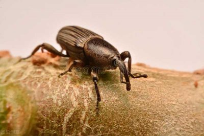 ​阴虱子最怕3个克星(“下面”长阴虱，是怎么回事？把毛剃干净！3招助你缓解瘙