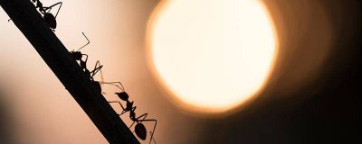 ​蚂蚁的特征怎么写 蚂蚁的特征简单介绍20字