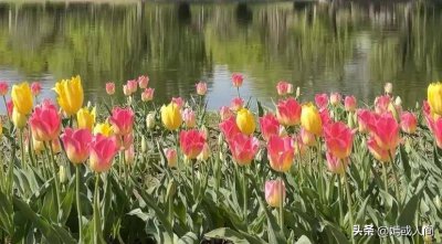 ​春日限定朋友圈 春日限定作文