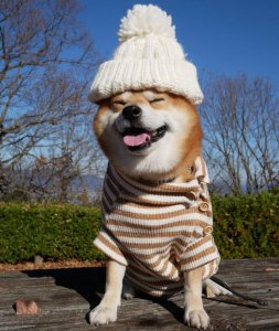 ​微笑狗(日本一只狗微笑起来像天使，躺下却像老人……)