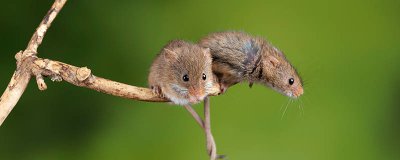 ​老鼠的耳朵像什么 老鼠的耳朵长得怎么样