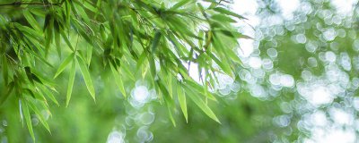 ​竹象征含义 竹象征着什么的品质