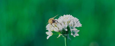 ​小蜜蜂用什么辨别味道 小蜜蜂什么采花蜜
