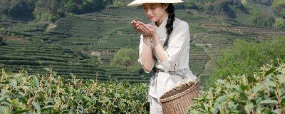 ​茶树的抗寒品种 茶树具有喜温耐寒的特点吗