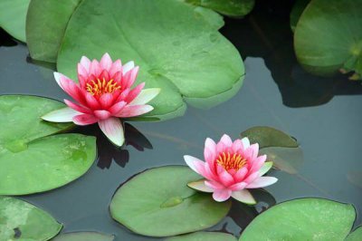 ​月季叶片叶脉绿,叶子黄 宣传运城广告词