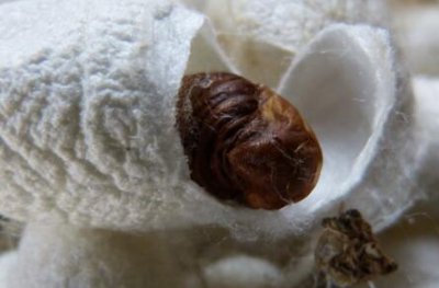 ​蚕茧如何抽丝的（蚕茧价格多少钱一斤？怎样手工抽丝？）