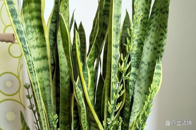 ​虎皮兰怎么养爆盆快？简单3步，满盆小侧芽，四季绿油油