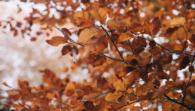 ​一叶知秋是什么意思是什么意思 一叶知秋表示什么