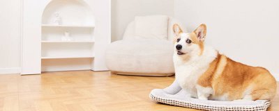 ​哈巴狗比喻是什么的人 领头羊比喻哪一类人