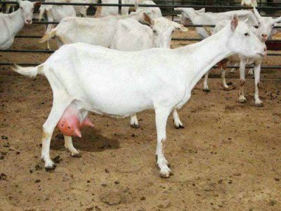 ​养10头奶羊一年的利润 奶山羊养殖前景如何