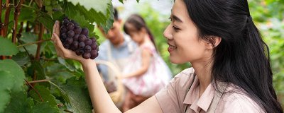 ​老鼠会爬树吗 老鼠会爬树吗视频