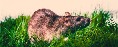 ​老鼠会游泳吗 老鼠会游泳吗 百度百科